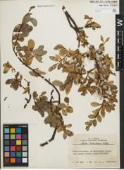 Foto von Salix kitaibeliana Willd.